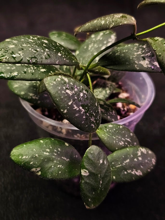 Hoya VL9 #01, This Stunning Plant Features Small Grape Like Leaves That Sun Stress Purple & Bright Orange Sherbet Flowers