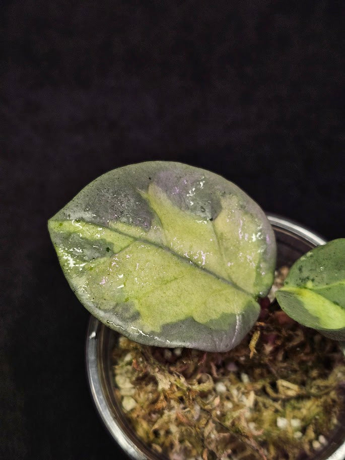 Hoya Carnosa Argentea Princess #01, Extremely Slow Growing, A Highly Prized Plant Among Hoya Collectors