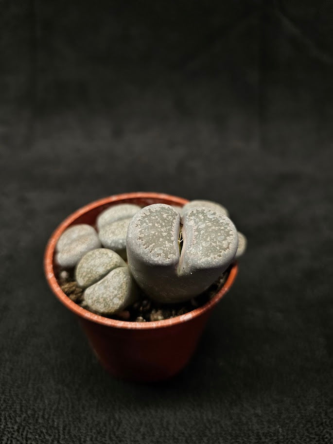 Lithops Living Stones Plant #01, Native To Southern Africa, Very Easy To Care For
