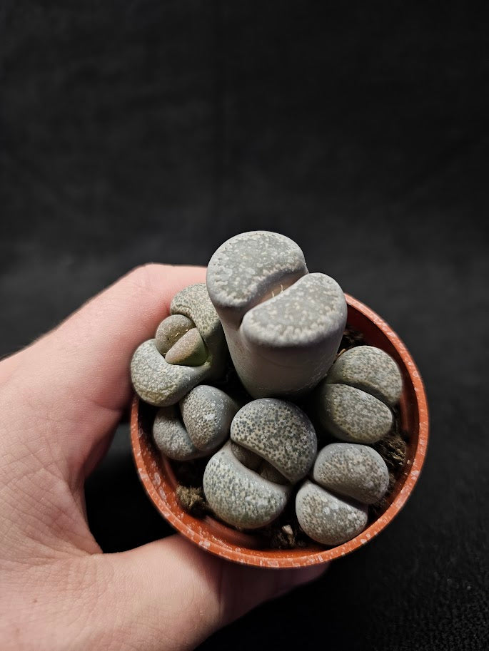 Lithops Living Stones Plant #01, Native To Southern Africa, Very Easy To Care For