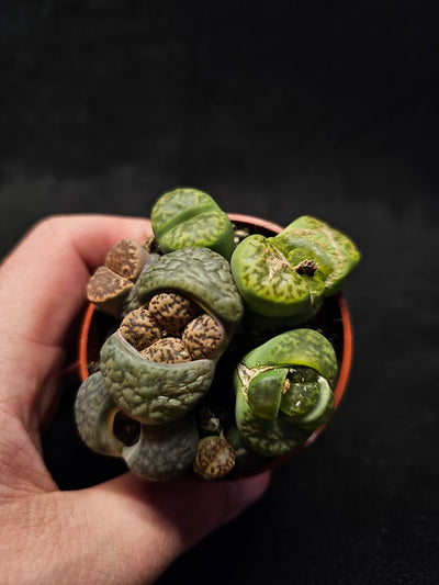 Lithops Living Stones Plant #02, Native To Southern Africa, Very Easy To Care For