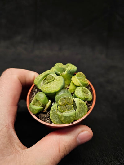 Lithops Living Stones Plant #03, Native To Southern Africa, Very Easy To Care For