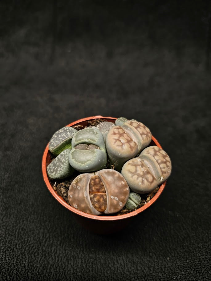 Lithops Living Stones Plant #04, Native To Southern Africa, Very Easy To Care For