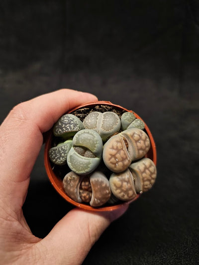 Lithops Living Stones Plant #04, Native To Southern Africa, Very Easy To Care For