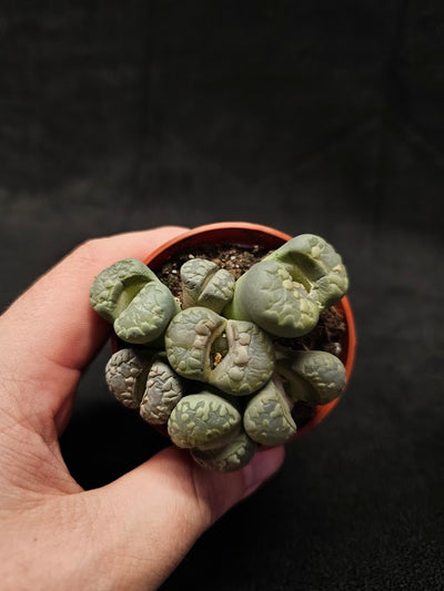 Lithops Living Stones Plant #05, Native To Southern Africa, Very Easy To Care For