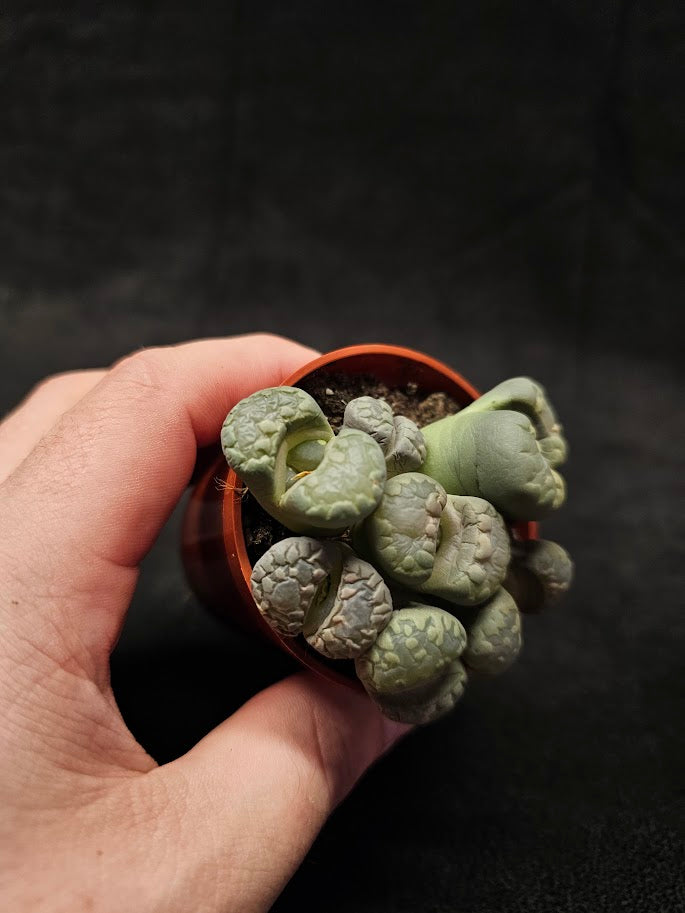 Lithops Living Stones Plant #05, Native To Southern Africa, Very Easy To Care For