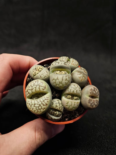Lithops Living Stones Plant #06, Native To Southern Africa, Very Easy To Care For
