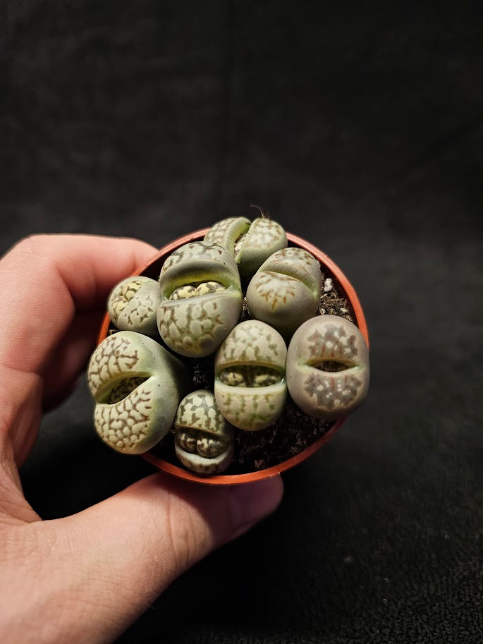 Lithops Living Stones Plant #06, Native To Southern Africa, Very Easy To Care For