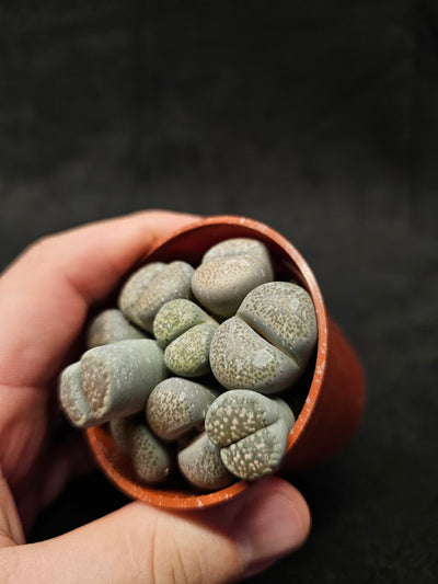 Lithops Living Stones Plant #07, Native To Southern Africa, Very Easy To Care For