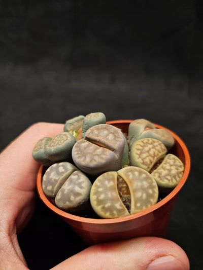 Lithops Living Stones Plant #08, Native To Southern Africa, Very Easy To Care For