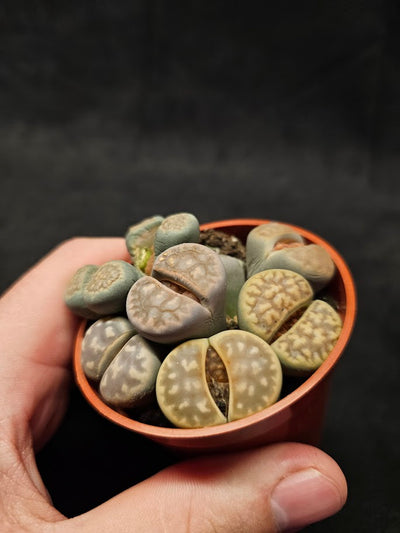 Lithops Living Stones Plant #08, Native To Southern Africa, Very Easy To Care For