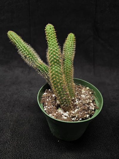 Monkey Tail Cactus #01, Produces Bright, Red Flowers That Are Particularly Very Decorative