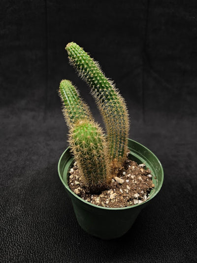 Monkey Tail Cactus #02, Produces Bright, Red Flowers That Are Particularly Very Decorative