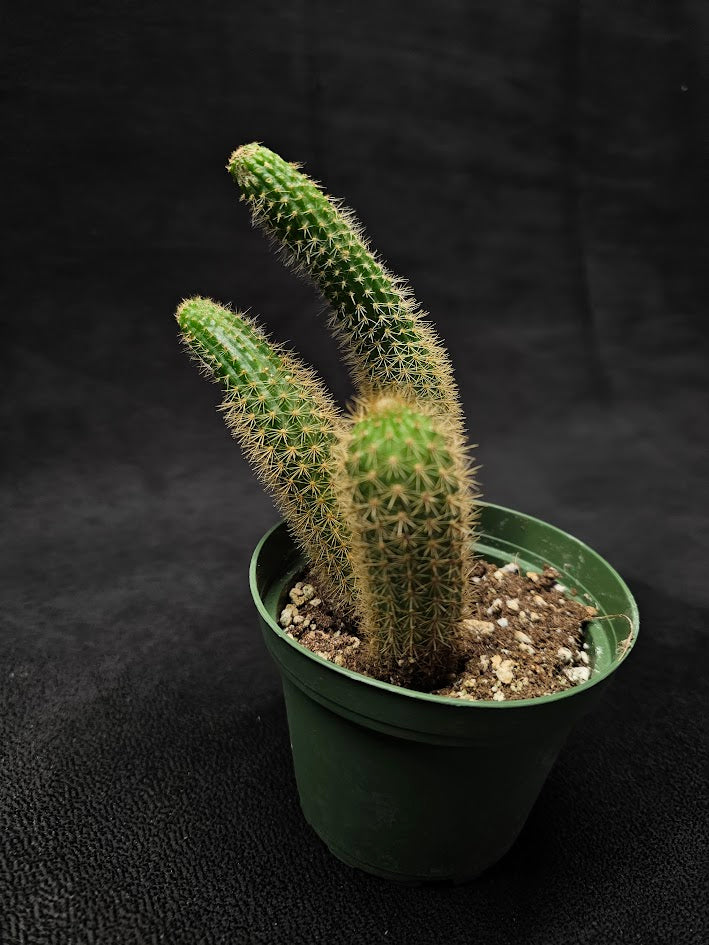 Monkey Tail Cactus #02, Produces Bright, Red Flowers That Are Particularly Very Decorative