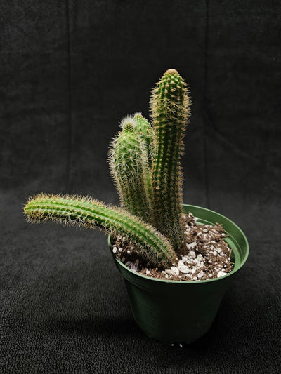 Monkey Tail Cactus #04, Produces Bright, Red Flowers That Are Particularly Very Decorative