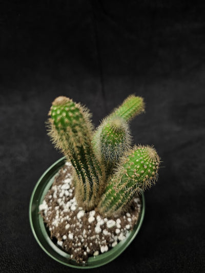 Monkey Tail Cactus #04, Produces Bright, Red Flowers That Are Particularly Very Decorative