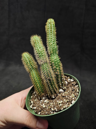 Monkey Tail Cactus #07, Produces Bright, Red Flowers That Are Particularly Very Decorative