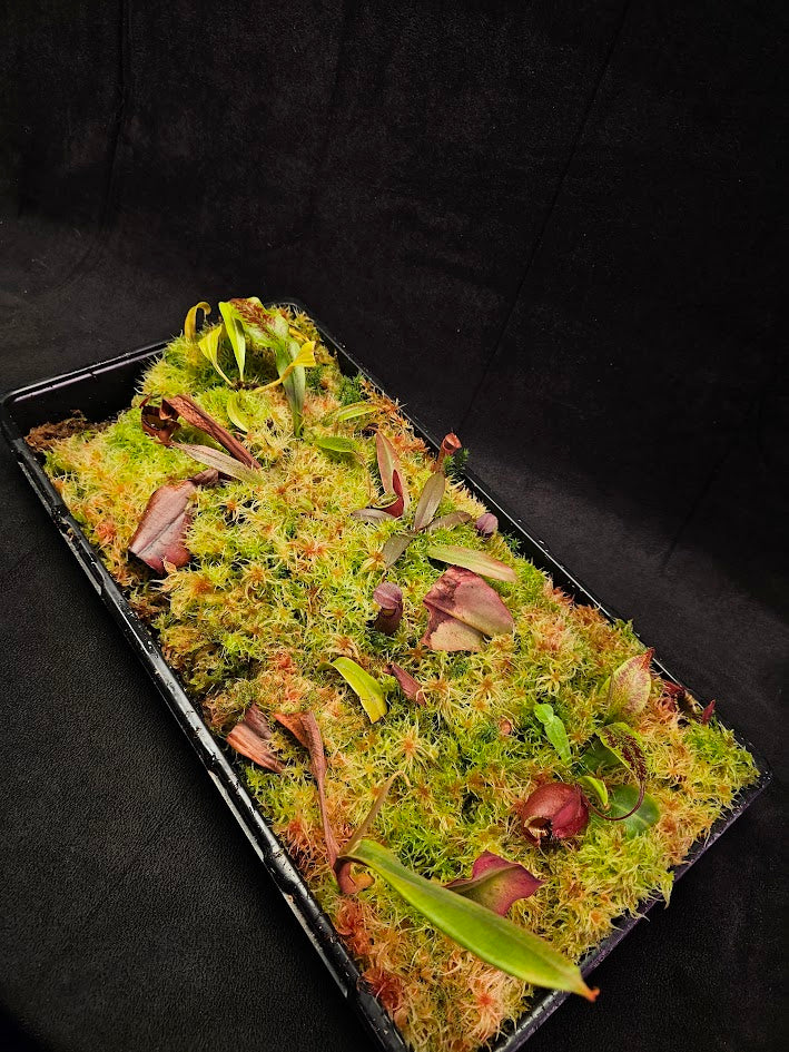 Full Propogation Tray of Rebecca Soper, Chaniana BE3434, Nepenthes Viking X Ampullaria Black Miracle #01