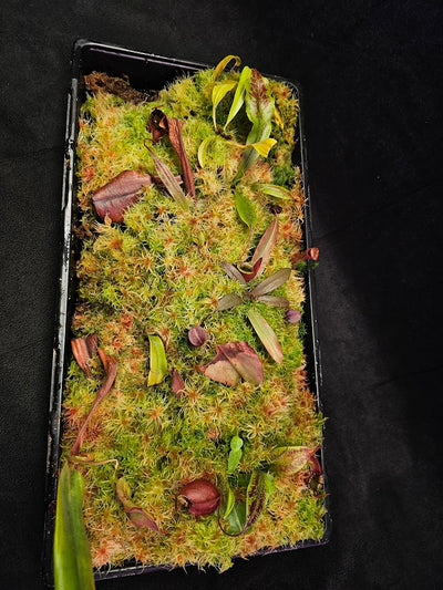Full Propogation Tray of Rebecca Soper, Chaniana BE3434, Nepenthes Viking X Ampullaria Black Miracle #01