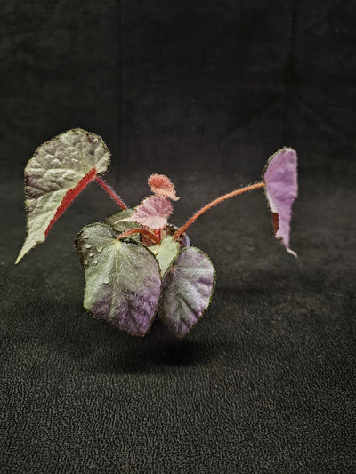 Begonia Sir Percy #01, A Rhizomatous Hybrid With Stunning Silver Foliage Suspended On Long Petioles