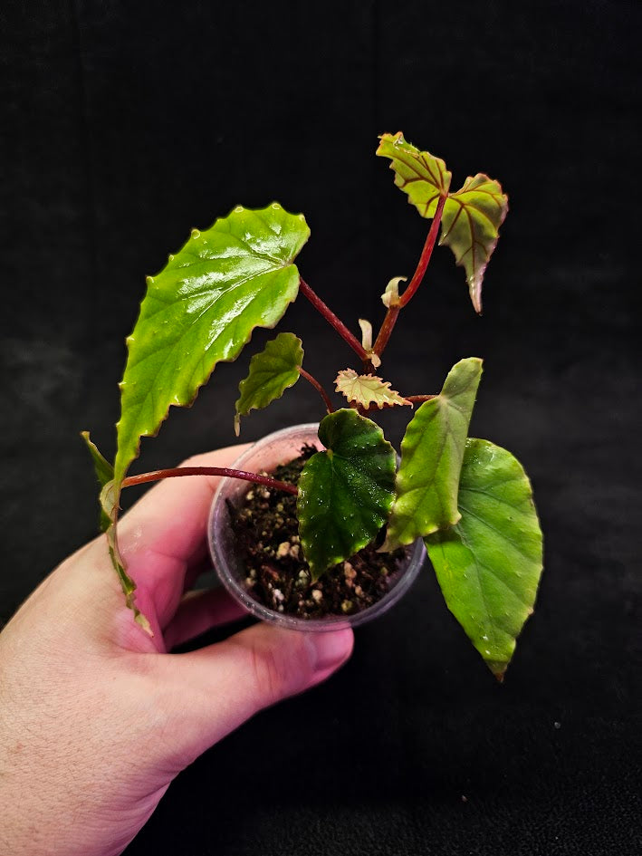 Begonia Boisiana #01, A Vietnam Native With Glaucous-green Leaves & Striking Red Veins On The Reverse