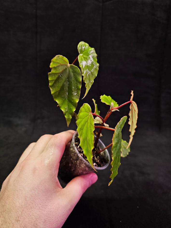 Begonia Boisiana #02, A Vietnam Native With Glaucous-green Leaves & Striking Red Veins On The Reverse