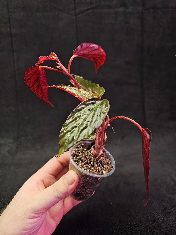 Begonia Hatacoa Purple #01, A Beautiful & Rare Species Of Begonia That Is Native To The Andes Mountains In Peru