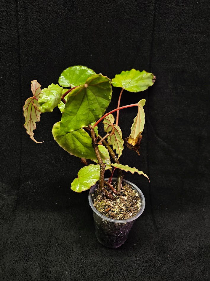 Begonia Boisiana #03, A Vietnam Native With Glaucous-green Leaves & Striking Red Veins On The Reverse