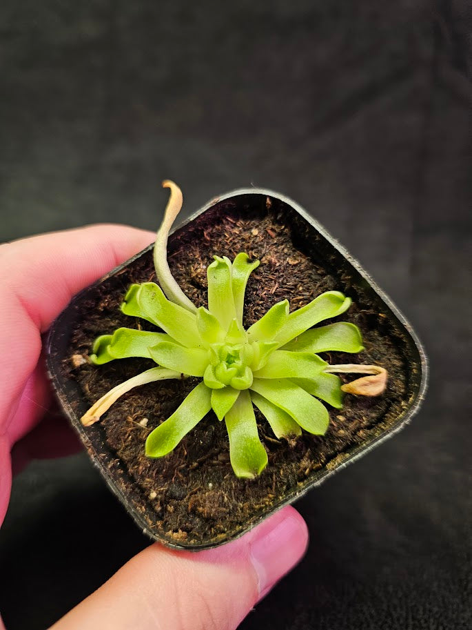 Pinguicula Titan #01, A Hybrid Of P. Agnata & An Unknown Pollen Plant, Likely P. Macrophylla