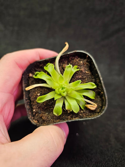 Pinguicula Titan #01, A Hybrid Of P. Agnata & An Unknown Pollen Plant, Likely P. Macrophylla