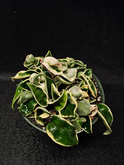 Hoya Carnosa Compacta Variegated #09, Unique Twisted, Waxy Green & Cream Ribbon Like Foliage