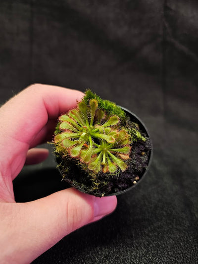 Drosera Tokaiensis #01, Pot Of 2 Plants, A Species Of Sundew Native To Japan