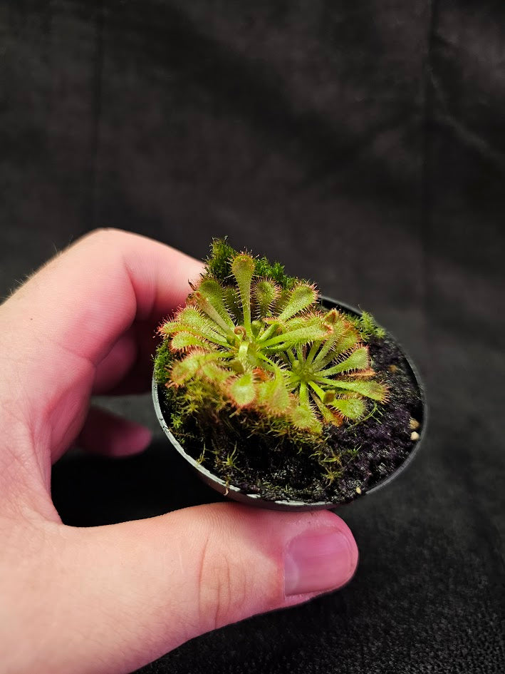 Drosera Tokaiensis #01, Pot Of 2 Plants, A Species Of Sundew Native To Japan