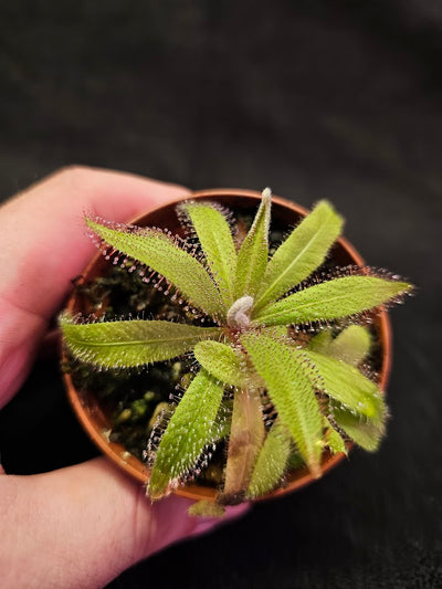 Drosera Adelae #03, Endemic To Queensland, Australia, A Crown Jewel In Any Collection