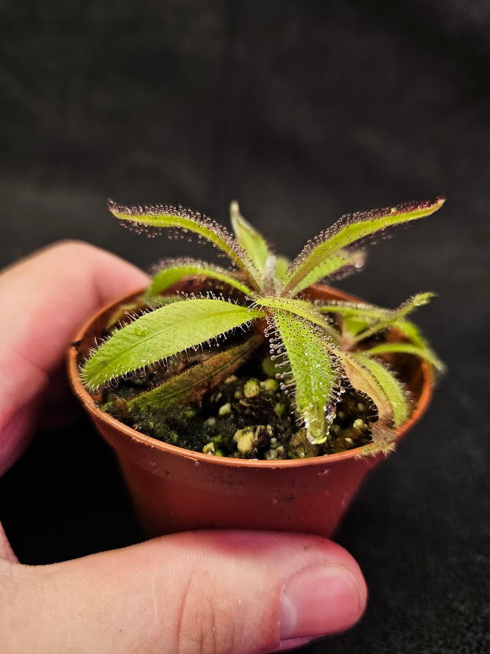 Drosera Adelae #03, Endemic To Queensland, Australia, A Crown Jewel In Any Collection