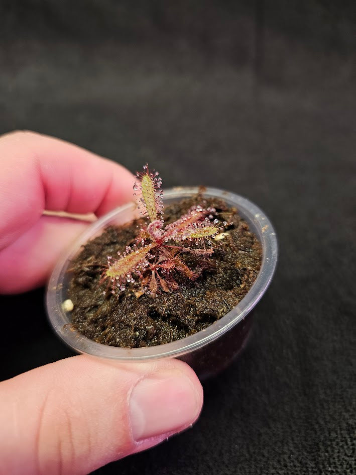 Drosera Adelae #06, Endemic To Queensland, Australia, A Crown Jewel In Any Collection