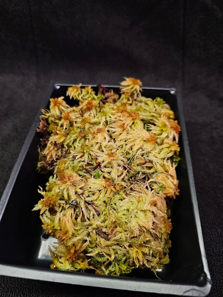 American Tree Moss #02, 6 Inch X 4 Inch Section, Also Known As Climacium Americanum & Climacium Kindbergii