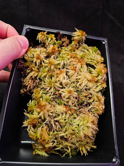 American Tree Moss #02, 6 Inch X 4 Inch Section, Also Known As Climacium Americanum & Climacium Kindbergii