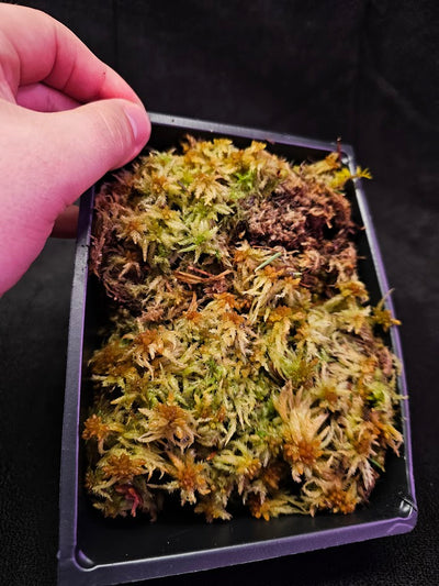 American Tree Moss #03, 6 Inch X 4 Inch Section, Also Known As Climacium Americanum & Climacium Kindbergii
