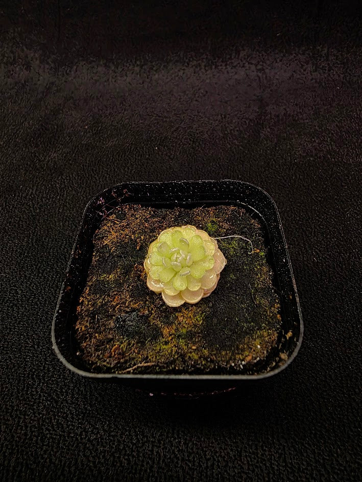 Pinguicula Jaumavensis 90-14 #01
