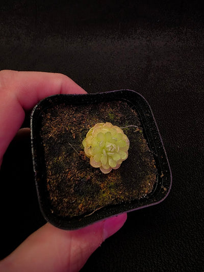 Pinguicula Jaumavensis 90-14 #01