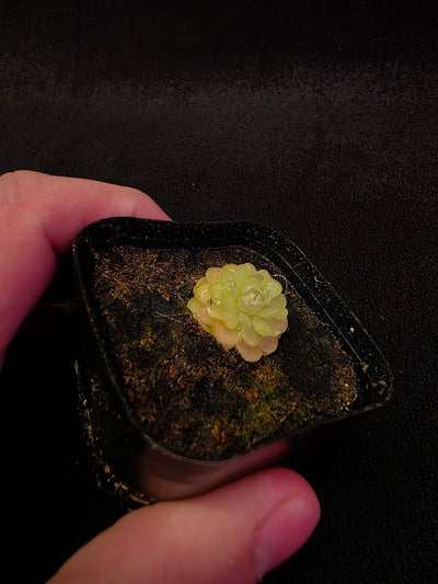 Pinguicula Jaumavensis 90-14 #01