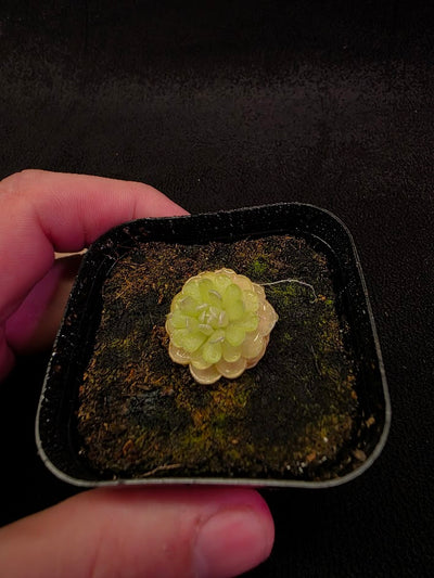 Pinguicula Jaumavensis 90-14 #01
