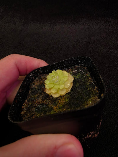 Pinguicula Jaumavensis 90-14 #01