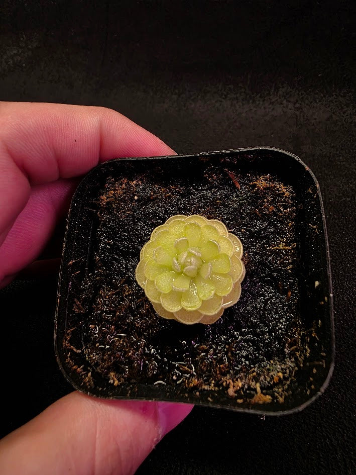 Pinguicula Jaumavensis 90-14 #04