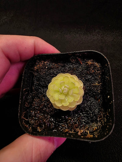 Pinguicula Jaumavensis 90-14 #04