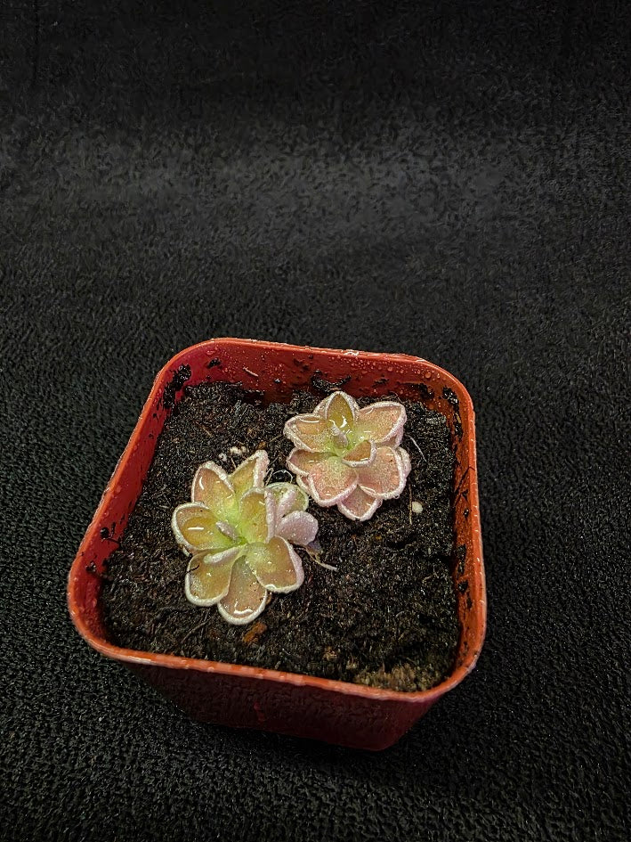 Pinguicula Ehlersiae #02