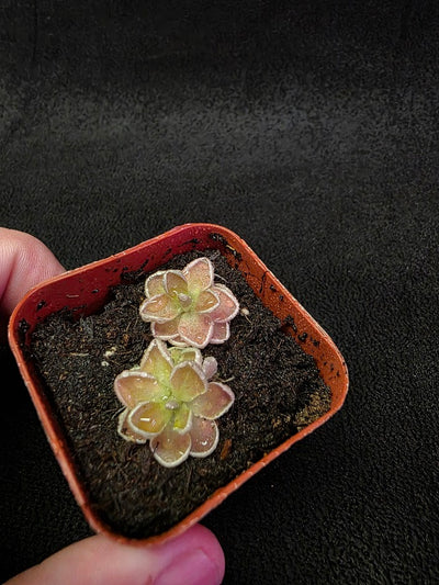 Pinguicula Ehlersiae #02