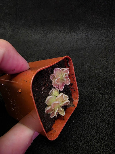 Pinguicula Ehlersiae #02