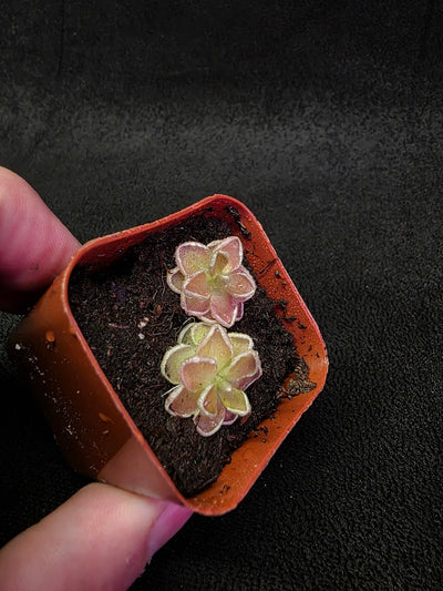 Pinguicula Ehlersiae #02